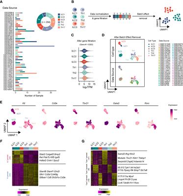Distinct regulatory machineries underlying divergent chromatin landscapes distinguish innate lymphoid cells from T helper cells